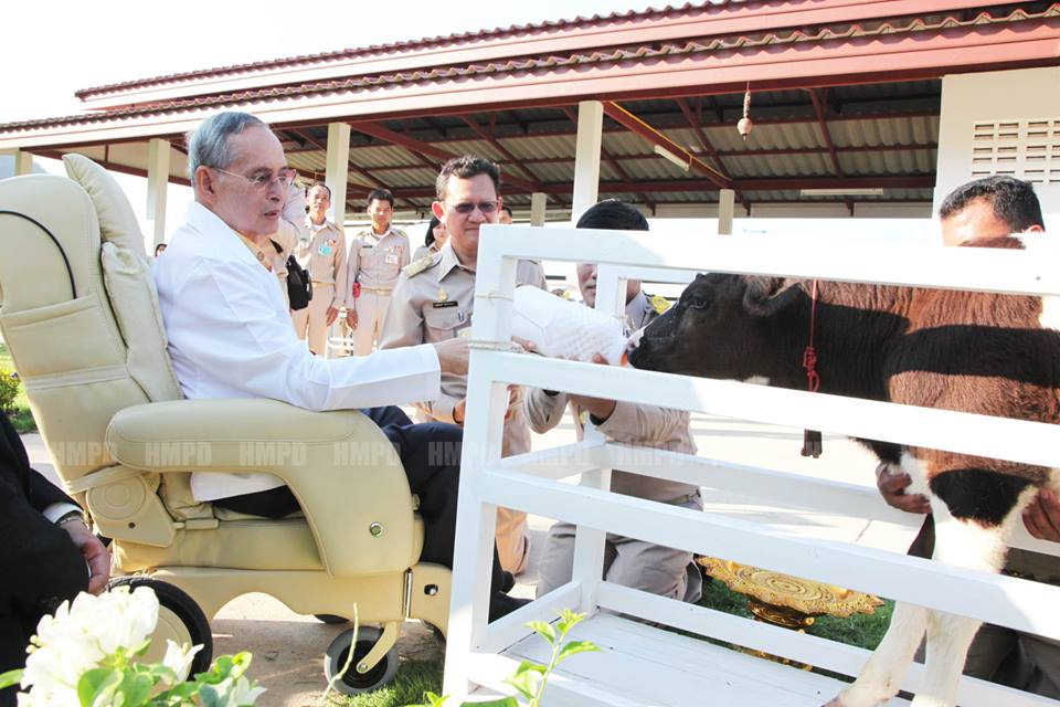 ในหลวงเสด็จ โครงการชั่งหัวมัน ทรงป้อนนมให้ลูกวัว