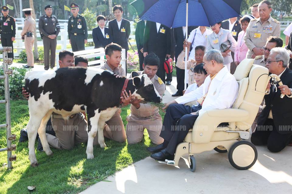 ในหลวงเสด็จ โครงการชั่งหัวมัน ทรงป้อนนมให้ลูกวัว