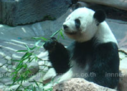 หลินฮุ่ยท้อง