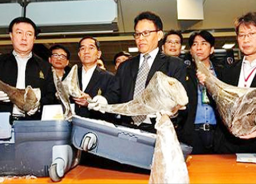 สุวรรณภูมิตรวจยึดนอแรด เคนยา 21 ล้าน เตรียมส่งเวียดนาม