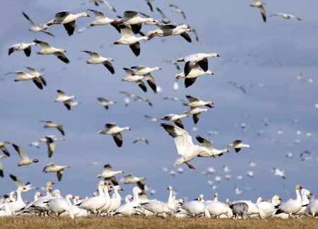 นกหนีหนาวไซบีเรียกว่า 2 หมื่นตัว อพยพหากินที่เขตห้ามล่าบุรีรัมย์