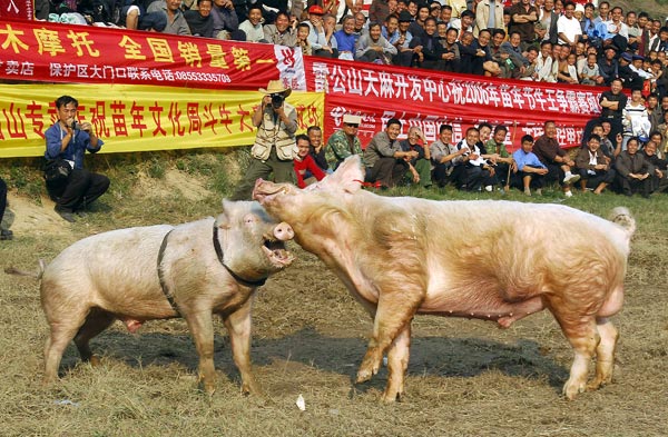 คลิปสลด จีนจับหมูต่อสู้กันจนตาย อ้างเป็นประเพณีแต่โบราณ