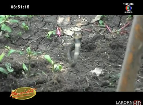 หนุ่มสุพรรณฯ ผวา กองทัพงูเห่าบุกบ้าน ตีตายทุกวัน รวมแล้ว 23 ตัว