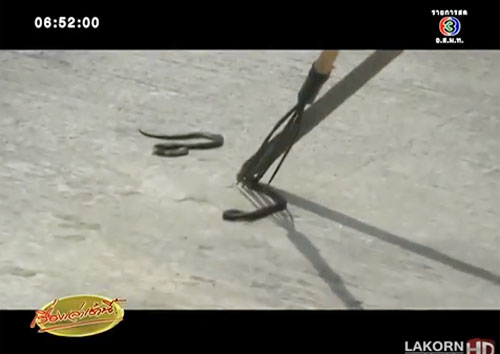 หนุ่มสุพรรณฯ ผวา กองทัพงูเห่าบุกบ้าน ตีตายทุกวัน รวมแล้ว 23 ตัว