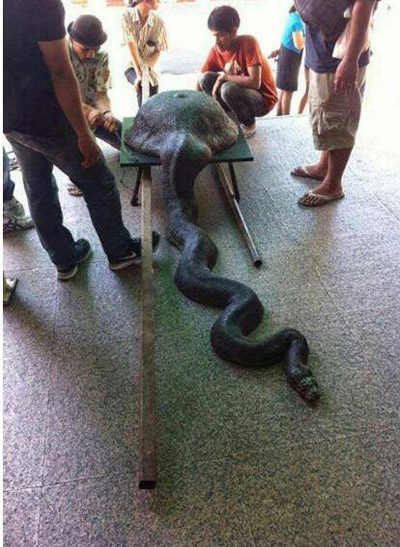 งูกินเต่า