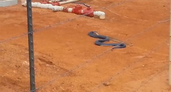 คลิปงูสีน้ำเงินเขมือบงูหางกระดิ่งสิ้นท่า