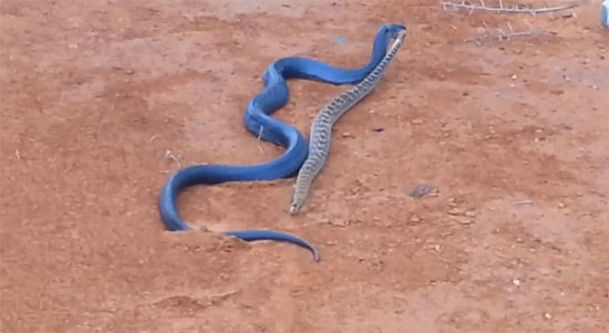 คลิปงูสีน้ำเงินเขมือบงูหางกระดิ่งสิ้นท่า