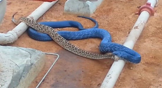 คลิปงูสีน้ำเงินเขมือบงูหางกระดิ่งสิ้นท่า