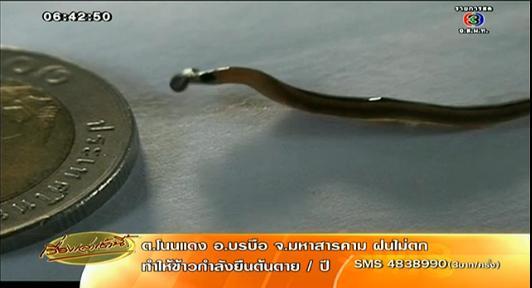 อ.เจษฎา แจงสัตว์ประหลาดในน้ำประปา คือหนอนหัวขวาน