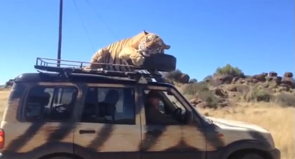 คลิปเสือโคร่งนอนบนหลังคารถนักท่องเที่ยว
