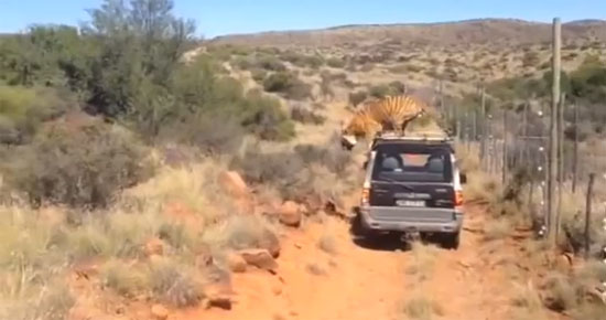 คลิปเสือโคร่งนอนบนหลังคารถนักท่องเที่ยว