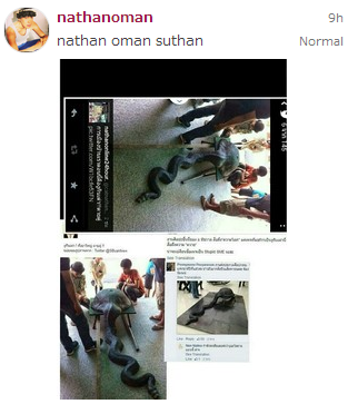 งูกินเต่า