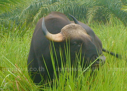 ฮือฮา พบกระทิงป่าผสมพันธุ์วัวแดง ตั้งชื่อ กระทิงแดง