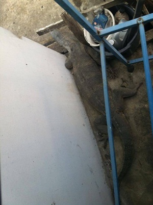 ตัวเงินตัวทองมุดกระโปรงหน้า ติดคาห้องเครื่อง