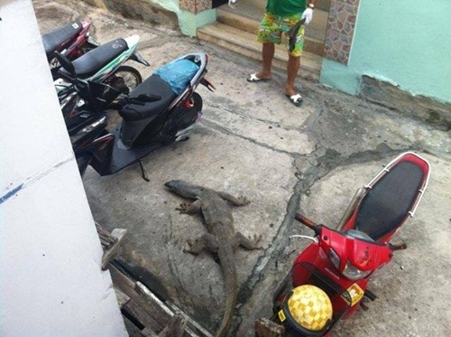 ตัวเงินตัวทองมุดกระโปรงหน้า ติดคาห้องเครื่อง