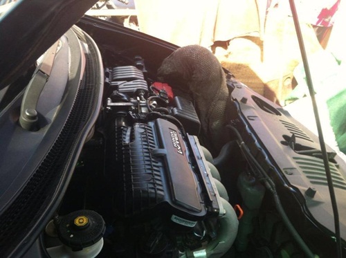 ตัวเงินตัวทองมุดกระโปรงหน้า ติดคาห้องเครื่อง