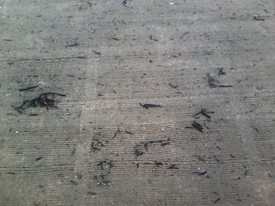 ประชด แชร์ว่อน หิมะดำ ตกที่แม่สอด เขม่าควันลอยฟุ้ง