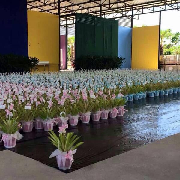 พระราชทานเพลิงศพนางนงนุช ตันสัจจา