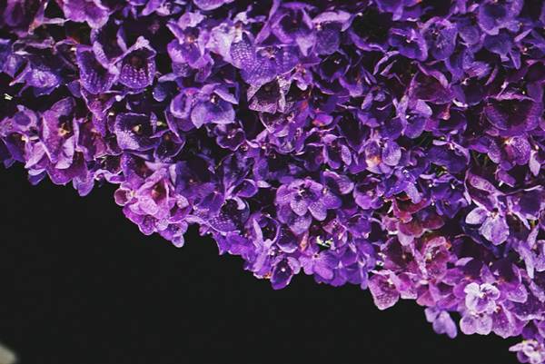 ซุ้มดอกไม้เพื่อพ่อ