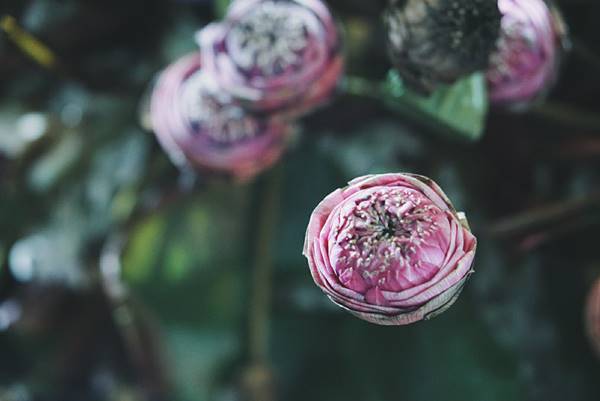 ซุ้มดอกไม้เพื่อพ่อ