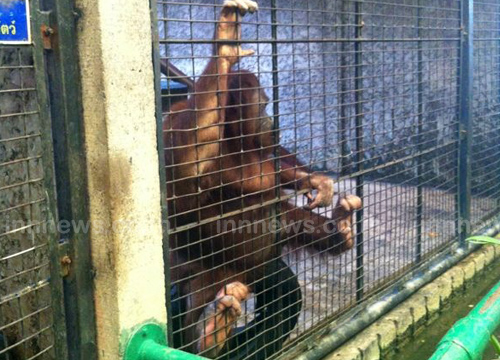 คนรักสัตว์ จี้ถอนใบอนุญาตพาต้า 