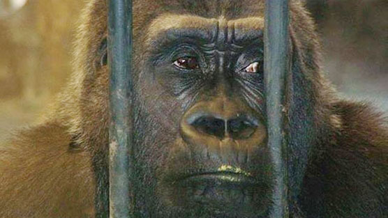 บัวน้อย กอริลลายักษ์ที่อยู่ในสวนสัตว์พาต้า