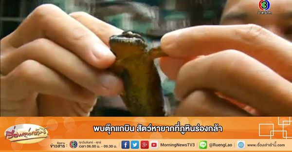 ตุ๊กแกบินได้