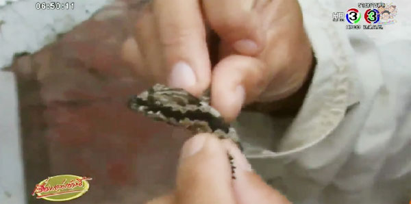 ตุ๊กแกบินได้