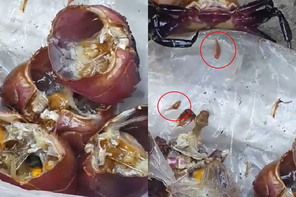 คลิป เจอปลิงในกระดองปูน้ำจืด ที่ใส่ในส้มตำ