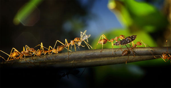 ขยันอย่างกับมด ผลงานของ นายหรรษา ตั้งมั่นภูวดล 
