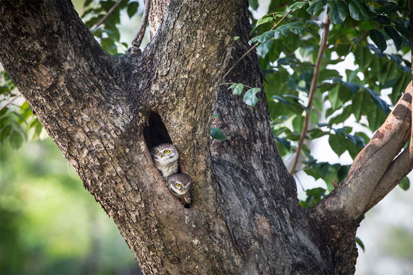 บ้านนกเค้า ผลงานของ นายประเสริฐ ไกรนุกูล