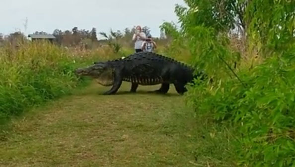 จระเข้ยักษ์