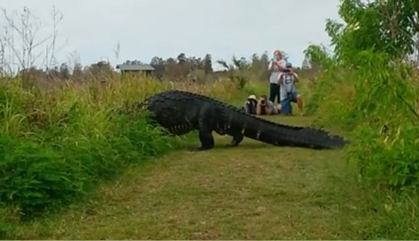 จระเข้ยักษ์