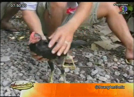 ไก่