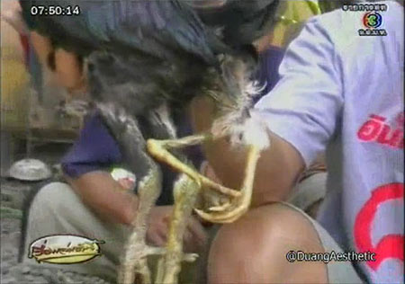 ไก่