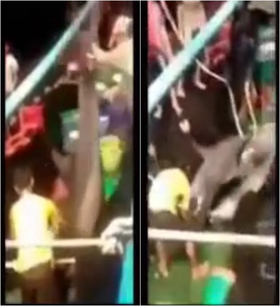 คลิปดังจับปลาโลมา