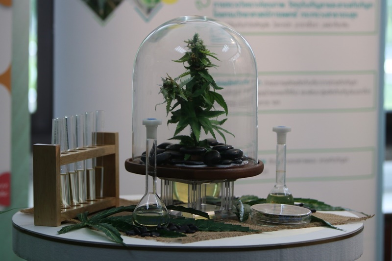 น้ำมันกัญชา