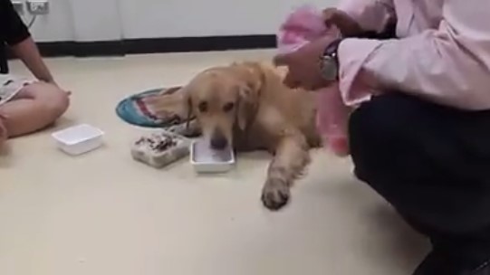 เจอแล้ว เจ้าของสุนัขโกลเด้นตกรถบนทางด่วน