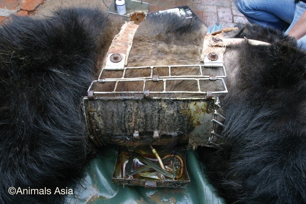 จับหมีใส่เข็มขัดเหล็กรัดแน่น เพื่อเก็บน้ำดี 