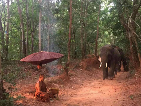 ภาพโขลงช้างเดินผ่านพระนั่งกรรมฐาน หยุดหมอบ-แสดงความเคารพ