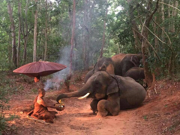 ภาพโขลงช้างเดินผ่านพระนั่งกรรมฐาน หยุดหมอบ-แสดงความเคารพ