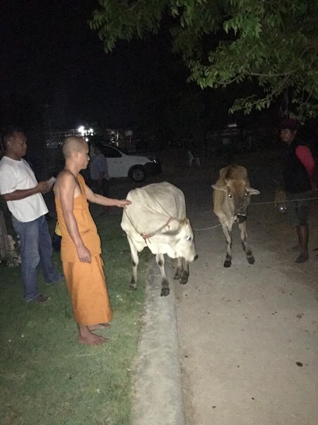  วัว 2 แม่ลูกหนีตายจากโรงฆ่าสัตว์เข้าวัด