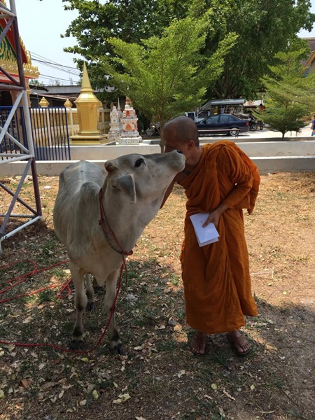  วัว 2 แม่ลูกหนีตายจากโรงฆ่าสัตว์เข้าวัด