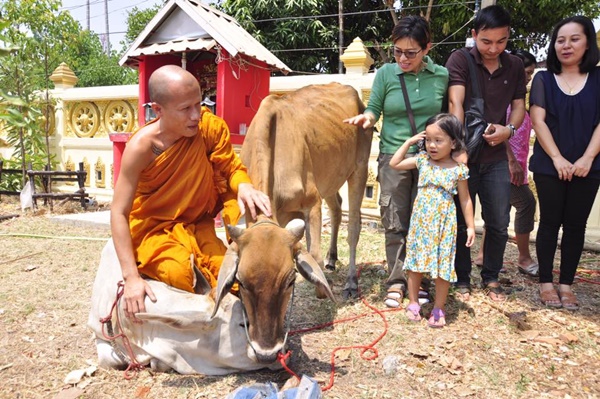  วัว 2 แม่ลูกหนีตายจากโรงฆ่าสัตว์เข้าวัด