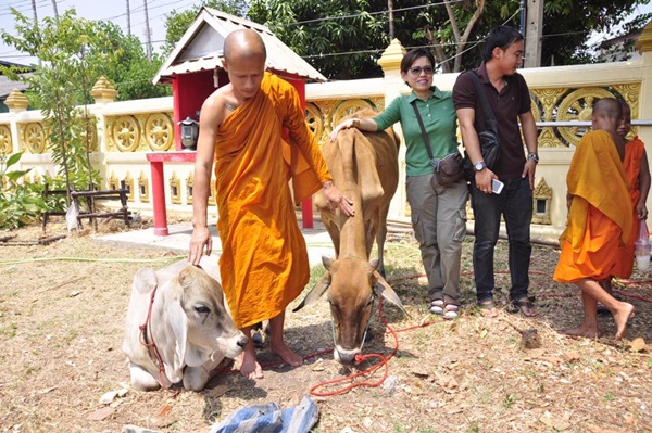  วัว 2 แม่ลูกหนีตายจากโรงฆ่าสัตว์เข้าวัด