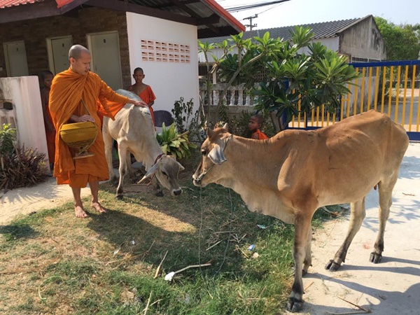  วัว 2 แม่ลูกหนีตายจากโรงฆ่าสัตว์เข้าวัด