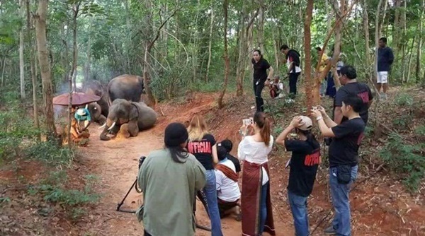ภาพเบื้องหลัง ช้างหมอบกราบหลวงพ่อ