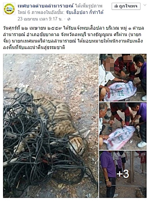 เทศบาลจับแมวเบงกอล