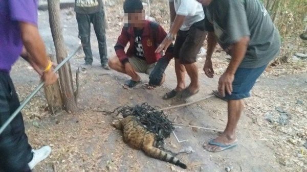 เทศบาลจับแมวเบงกอล