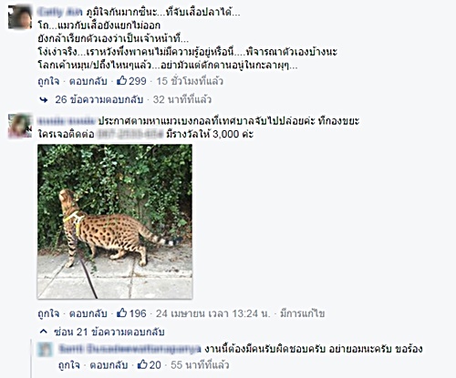 เทศบาลจับแมวเบงกอล